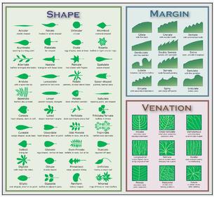 Leaf morphology